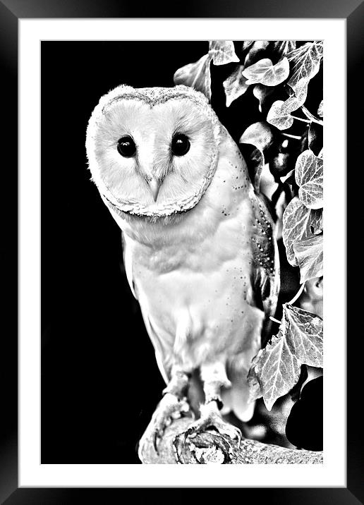 Barn owl in Black and White Framed Mounted Print by David Knowles