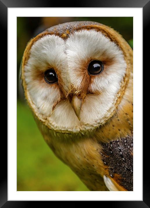 European Barn owl Framed Mounted Print by David Knowles