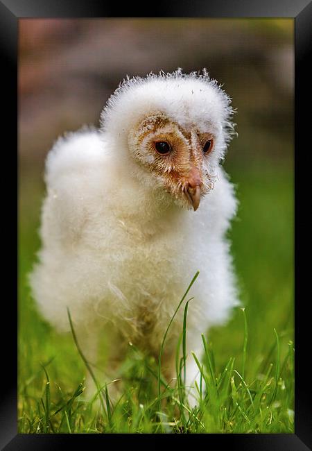 Barn Owl Chick Framed Print by David Knowles
