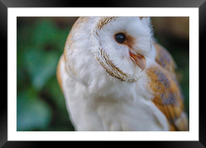 Barn Owl looking left Framed Mounted Print by David Knowles
