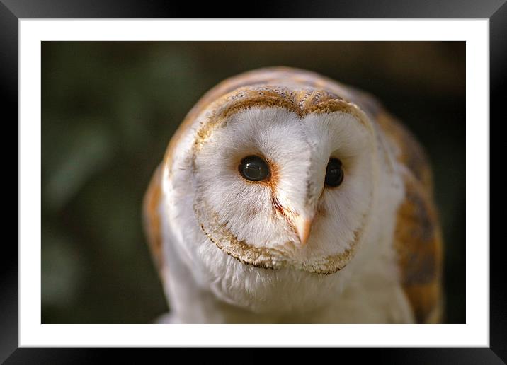 Barn Owl looking forward Framed Mounted Print by David Knowles