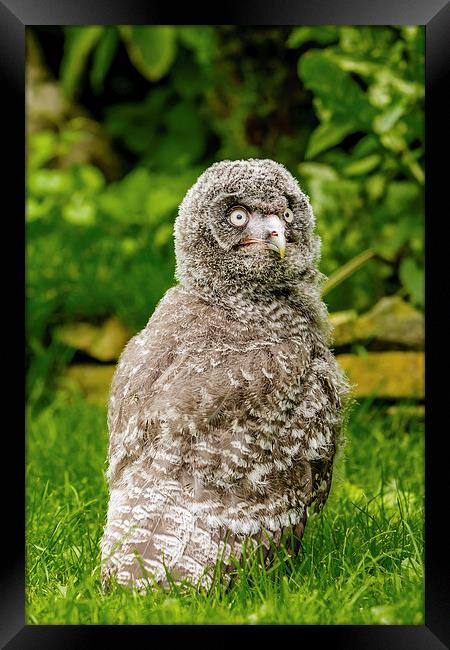 Great Grey Owl Chick Framed Print by David Knowles