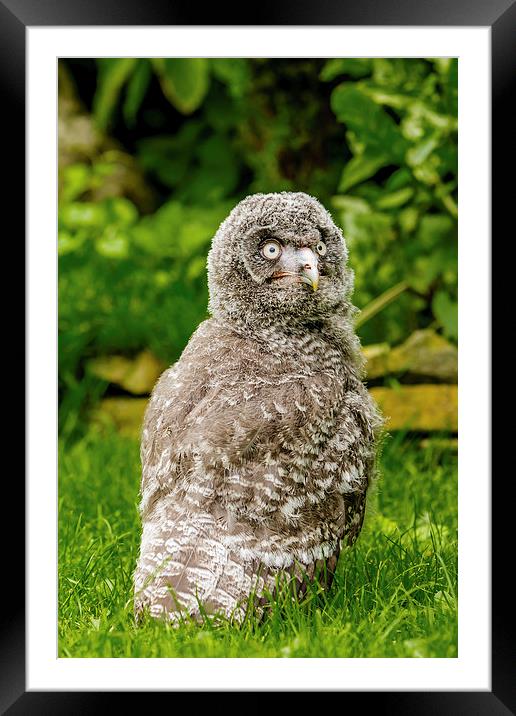 Great Grey Owl Chick Framed Mounted Print by David Knowles