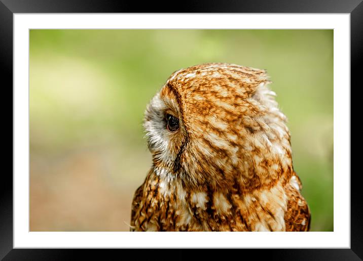Tawny Owl looking right Framed Mounted Print by David Knowles
