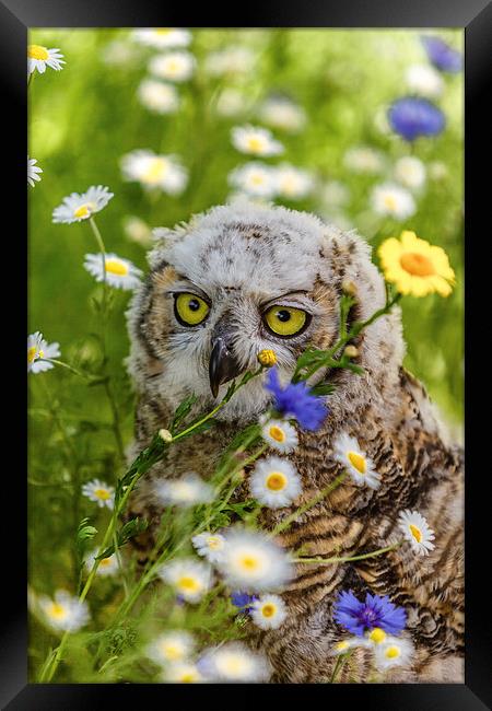 Great Horned Owl chick Framed Print by David Knowles