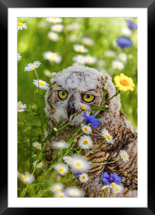 Great Horned Owl chick Framed Mounted Print by David Knowles