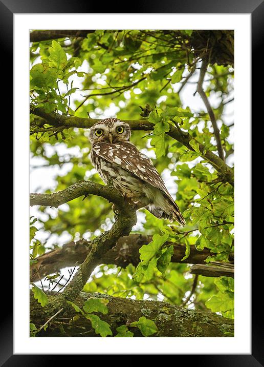 Staring Little Owl Framed Mounted Print by David Knowles