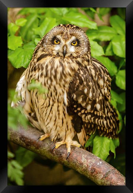 Short eared owl Framed Print by David Knowles