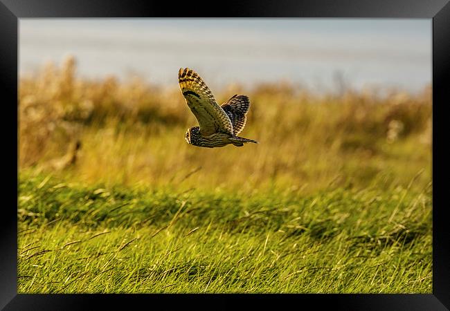 Hunting Short eared Owl Framed Print by David Knowles