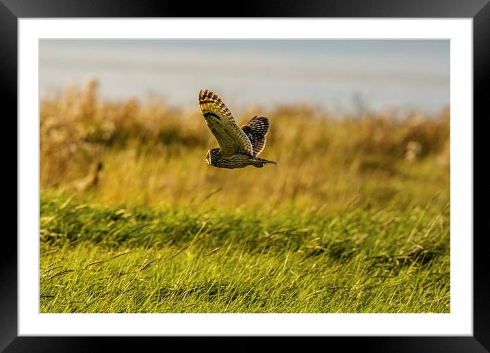 Hunting Short eared Owl Framed Mounted Print by David Knowles