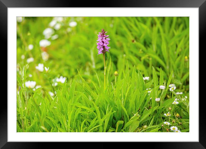 Magnificent Marsh Orchid Framed Mounted Print by David Knowles