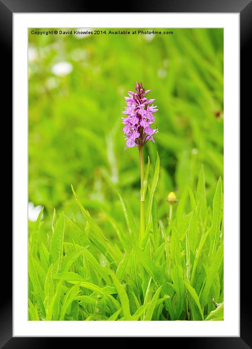 Beautiful Marsh Orchid Framed Mounted Print by David Knowles