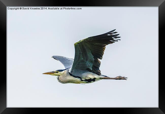 Gray Heron in flight Framed Print by David Knowles