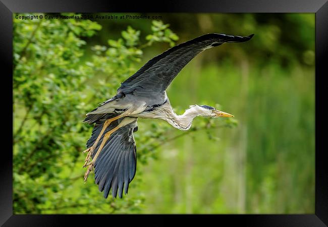 Heron take off Framed Print by David Knowles