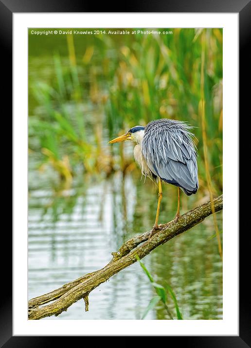 Heron on branch Framed Mounted Print by David Knowles