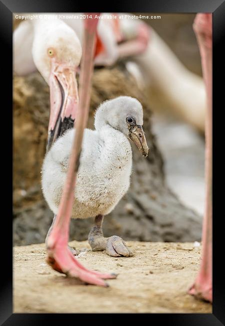 Mother and baby Flamingo Framed Print by David Knowles