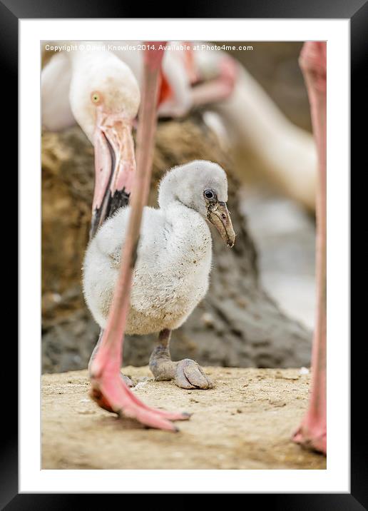 Mother and baby Flamingo Framed Mounted Print by David Knowles