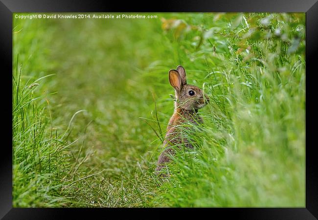 Rabbit, Who you looking at? Framed Print by David Knowles