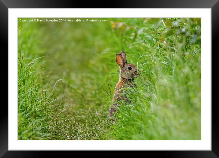 Rabbit, Who you looking at? Framed Mounted Print by David Knowles