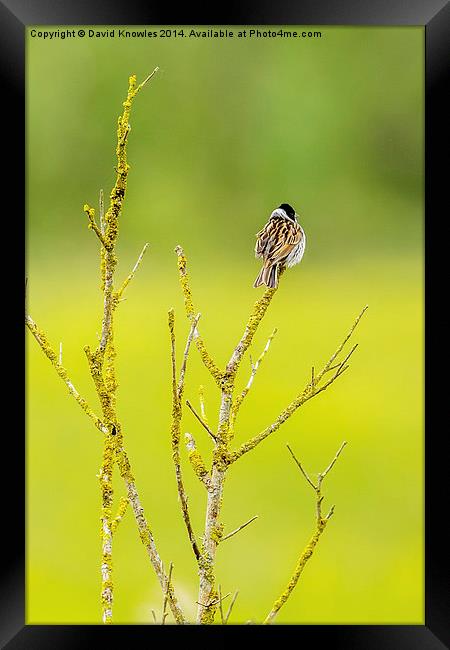 Male Reed bunting Framed Print by David Knowles