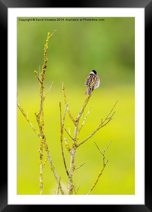 Male Reed bunting Framed Mounted Print by David Knowles