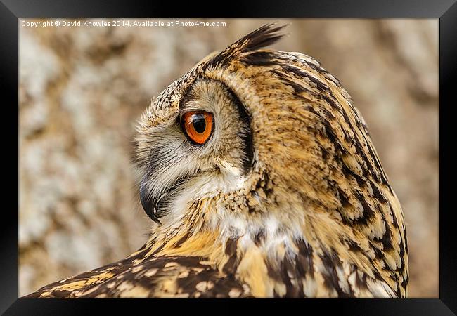 Indian Eagle owl face Framed Print by David Knowles