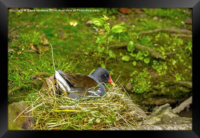 Moorhen on nest Framed Print by David Knowles
