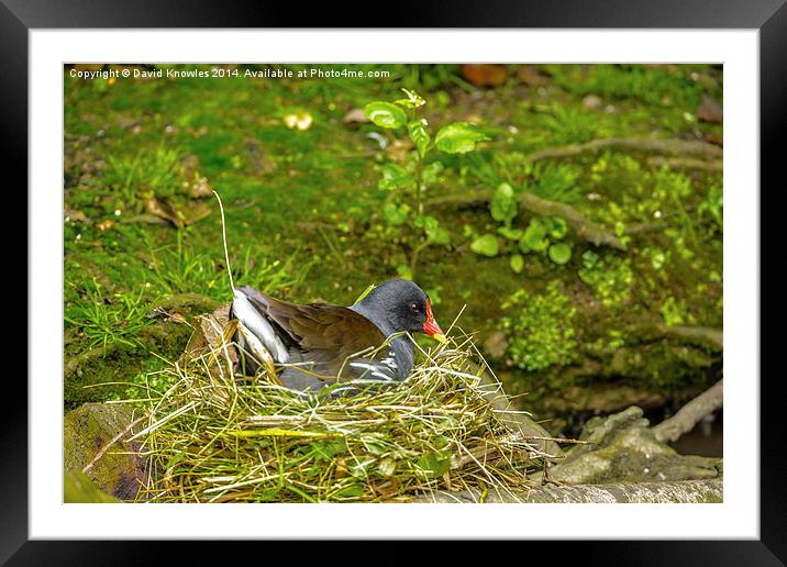 Moorhen on nest Framed Mounted Print by David Knowles