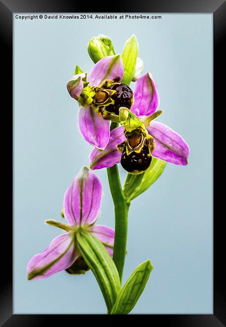 Bee Orchid Framed Print by David Knowles