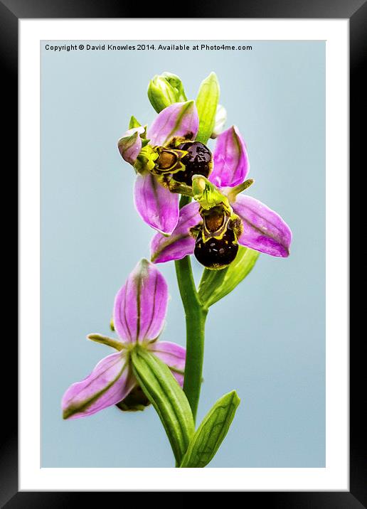 Bee Orchid Framed Mounted Print by David Knowles