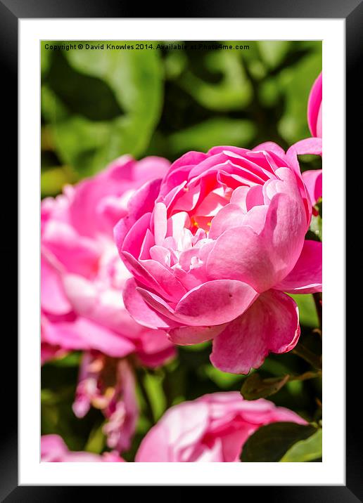  Pink Rose Framed Mounted Print by David Knowles