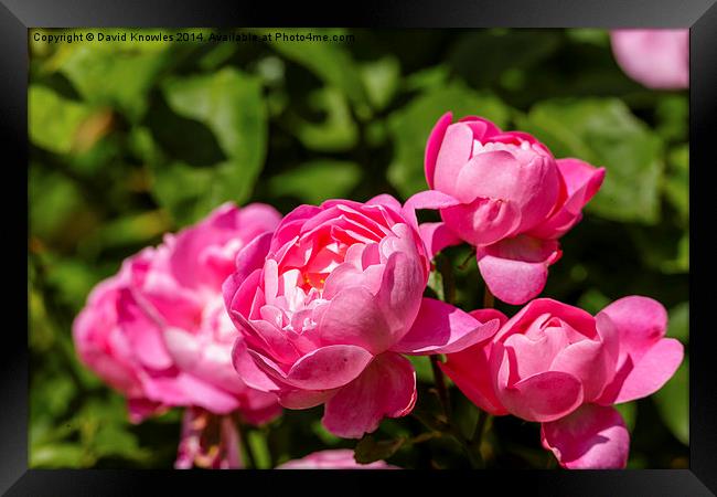  A group of pink rose blossoms Framed Print by David Knowles