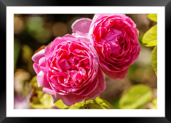  Twin pink rose blossoms Framed Mounted Print by David Knowles