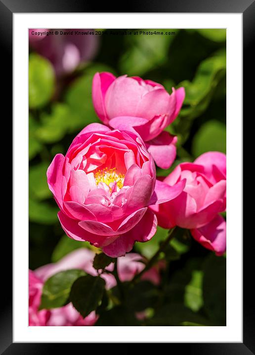  Triple pinks, three pink rose blooms  Framed Mounted Print by David Knowles
