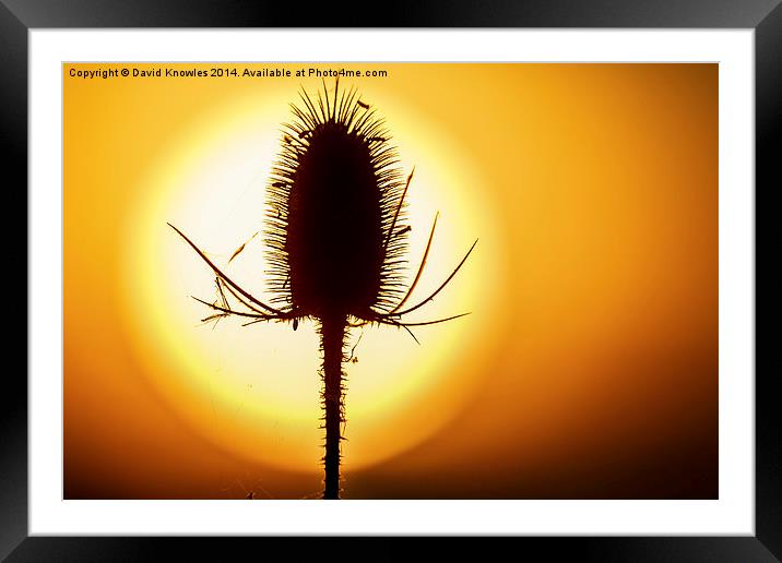  Beautiful back lit teasel  at sunset Framed Mounted Print by David Knowles