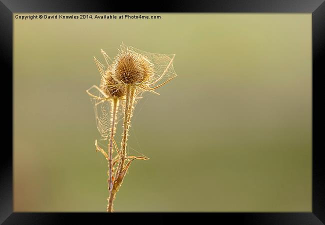 Teasel and spiders web against the warm sun at sun Framed Print by David Knowles