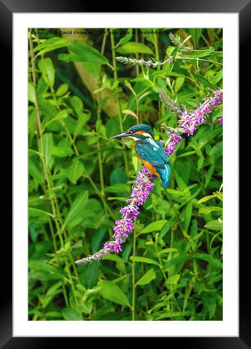  Kingfisher on colourful perch Framed Mounted Print by David Knowles