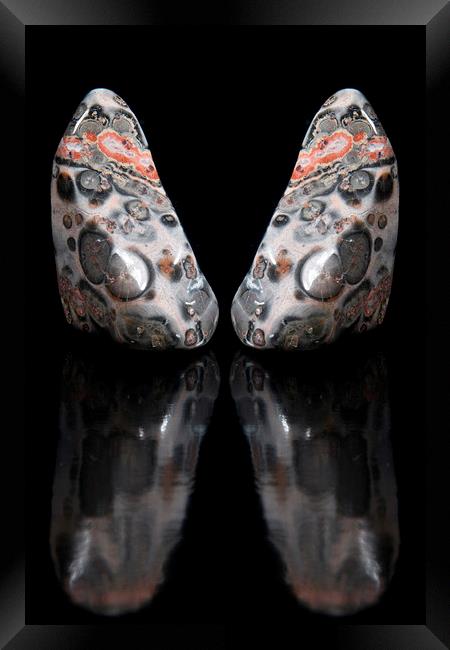  Rock Butterfly Framed Print by Ivan Kovacs