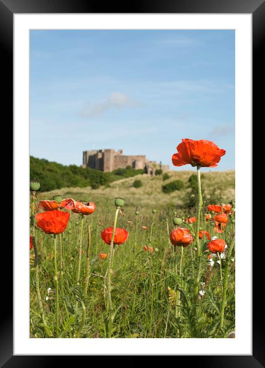 Poppies and Bambugh Castle. Framed Mounted Print by Ivan Kovacs