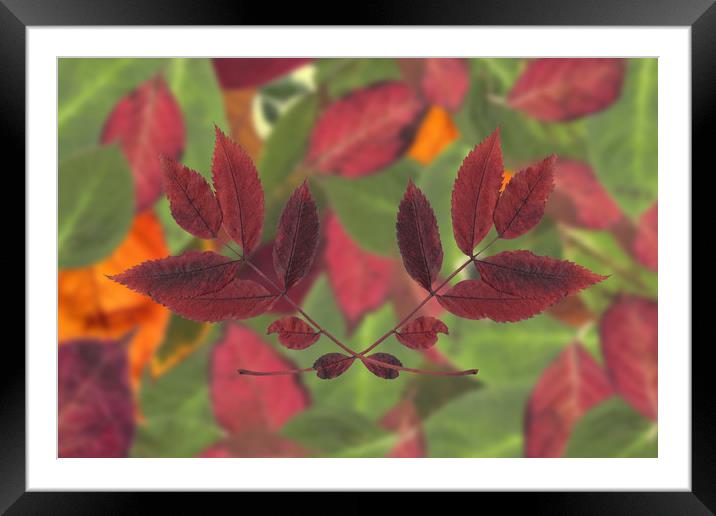 Autumn Red Framed Mounted Print by Ivan Kovacs