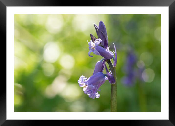 Bells Framed Mounted Print by Charlotte Moon