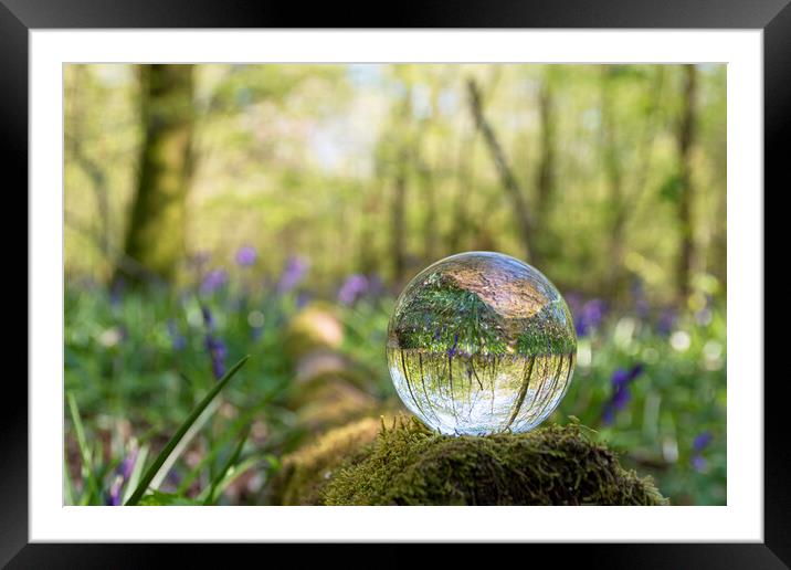 Amongst the Bluebells Framed Mounted Print by Charlotte Moon