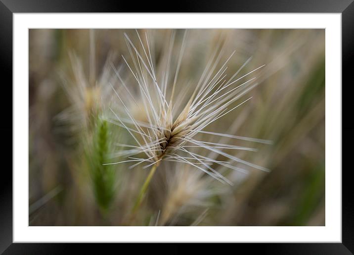 Wheat  Framed Mounted Print by Charlotte Moon