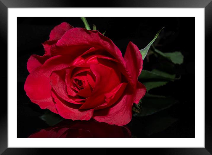  Red Red Rose Framed Mounted Print by Charlotte Moon