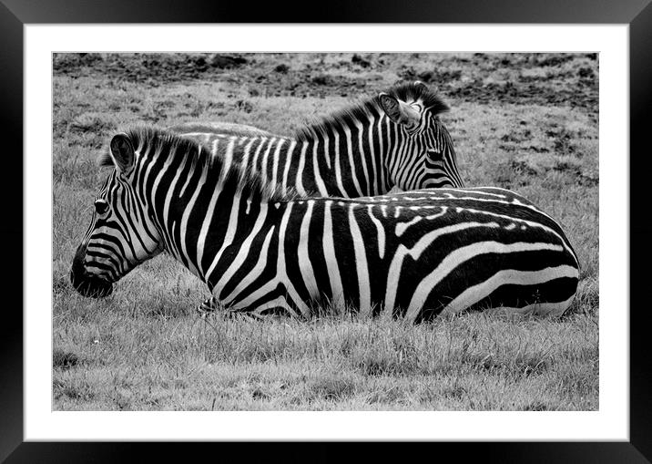 Many Stripes Framed Mounted Print by Charlotte Moon