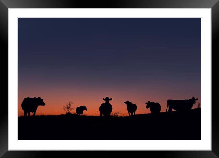 Cow Sunset Framed Mounted Print by Charlotte Moon