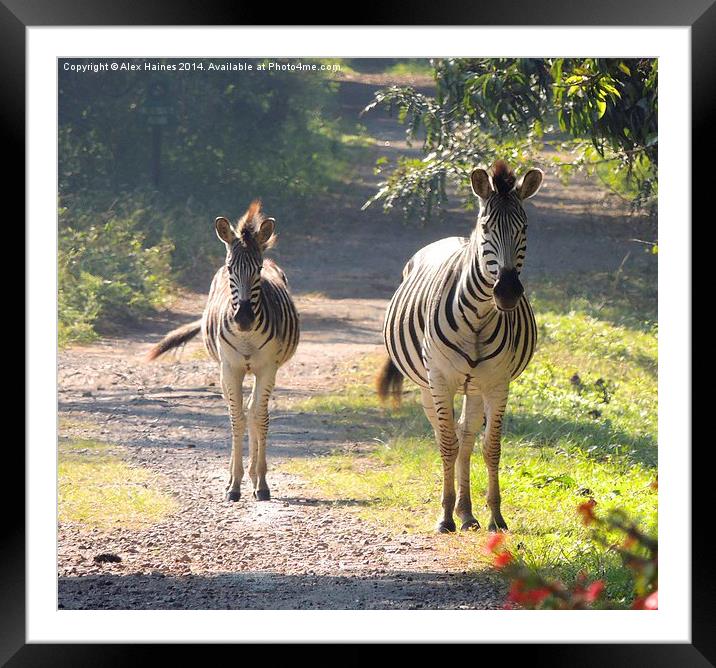 The Zebras went in two by two Framed Mounted Print by Alex Haines