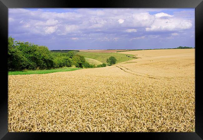 Field of Wheat on Yorkshire Wolds Framed Print by Richard Pinder