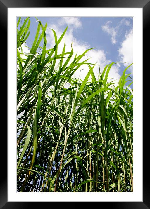 Biomass Grass Plants Framed Mounted Print by Richard Pinder