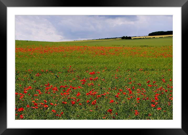 Poppies in the Oilseed Rape Framed Mounted Print by Richard Pinder